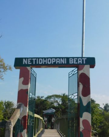 Netidhopani Beat