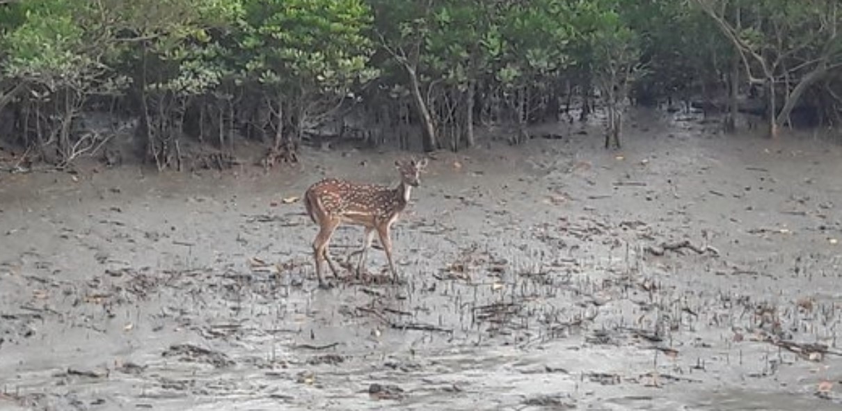 Sundar-3