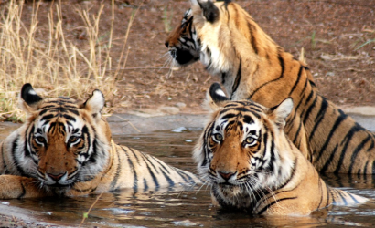 Tiger-3