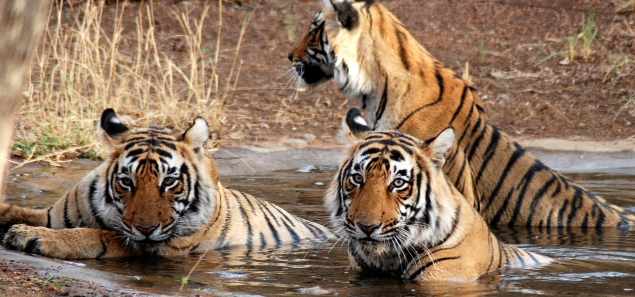 Tiger-3