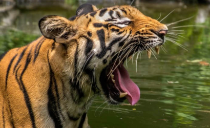Tiger-4