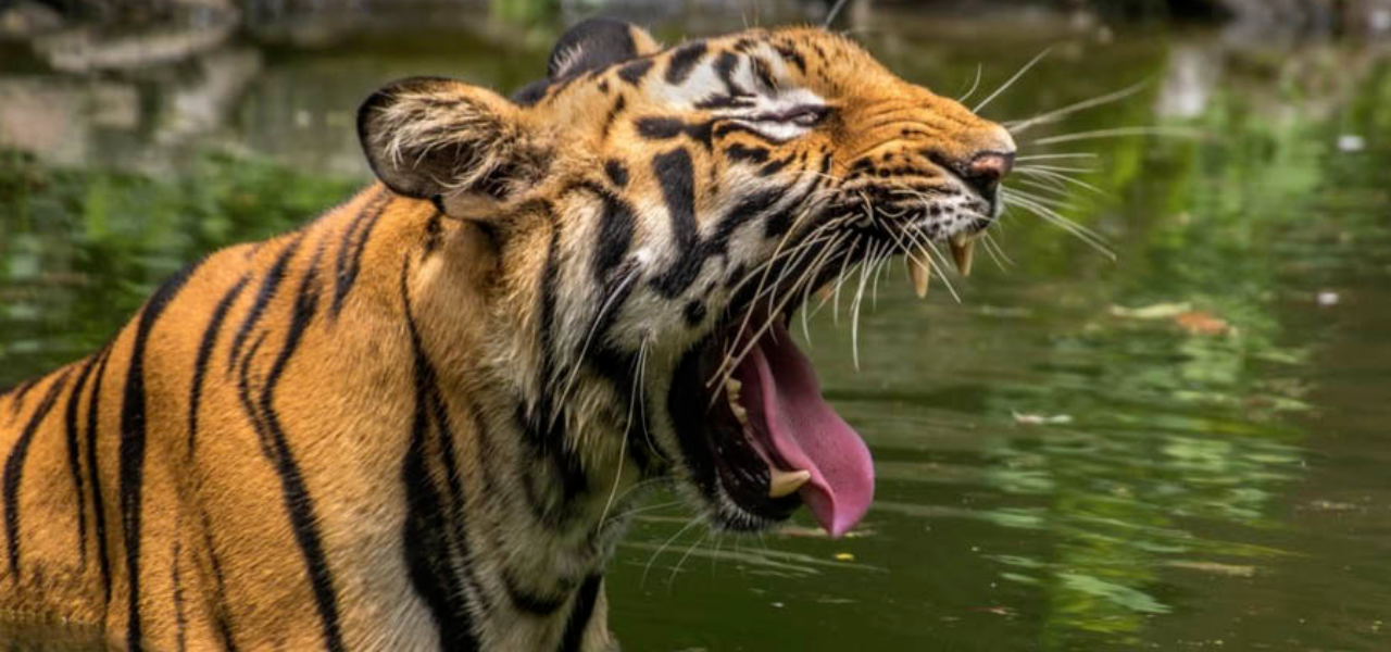 Tiger-4