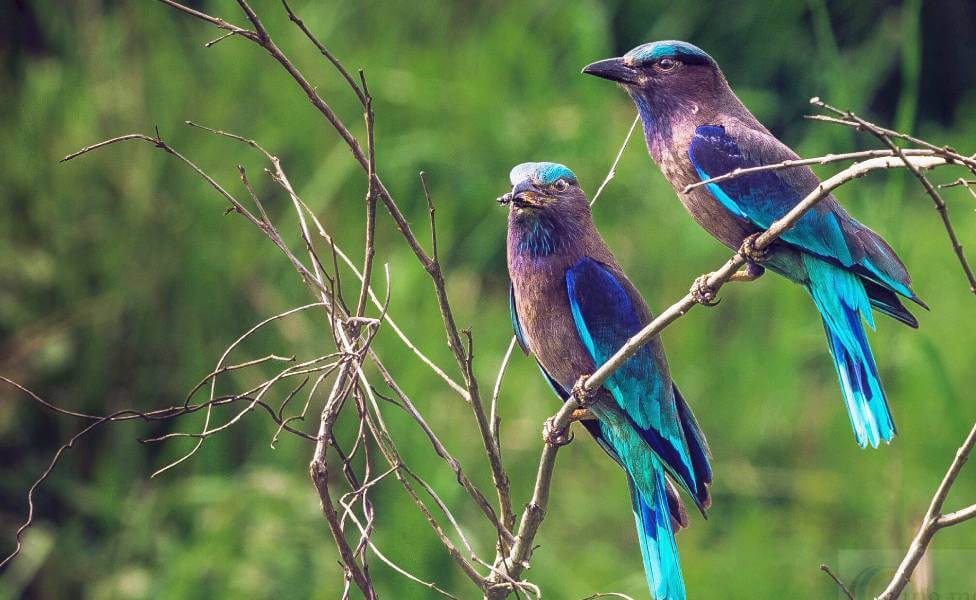 Kaziranga-National-Park-Bird