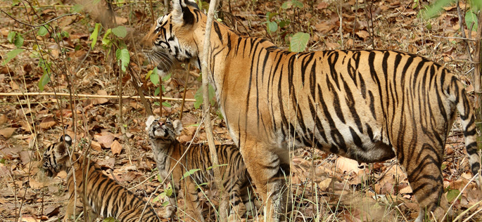 buxa-tiger-reserve