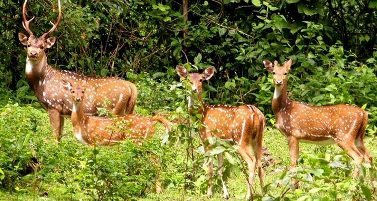 jaldapara-wildlife-sanctuary-kolkata-tourism-location-address